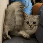 골드브라운 토피넛 라떼