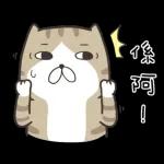 白爛貓系列：一只灰猫