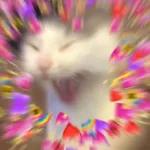 Meow
                            ƐℓεѕιƧ 🍪