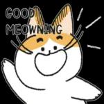 Do you have cat biscuits?