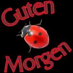 Tägliche Grüße🌹