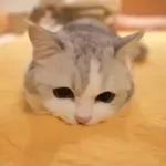 Video Cats