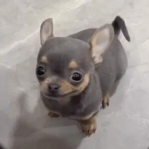 Pwiwlb