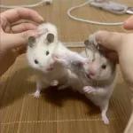 ratas y hamster