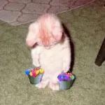 Meow
                            ƐℓεѕιƧ 🍪