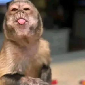 macaco - getsticker.com