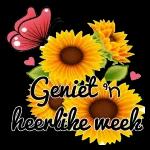 Good evening