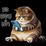 แมวถังแกสอ้วนตุ้บ 03