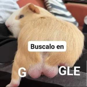 0lsLD0