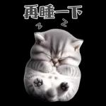灰色虎斑小奶貓大字大貼圖