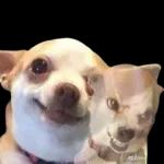 funny memes