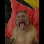monito 