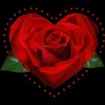 lovely flowers for lovely people🌹😘😘