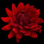 fresh flowers for my love🌹🌹