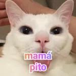 memes