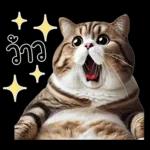 แมวถังแกสอ้วนตุ้บ 03