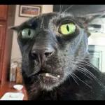 gato