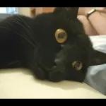Broken Cats
