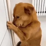拍手喝采