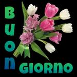  Buongiornissimo
