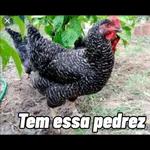 F do ivanio 