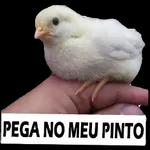 pega no meu pau