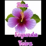 segunda feira 
