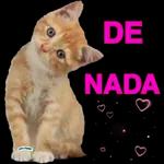 gatinho fofo