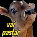 animais