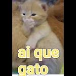 gatos