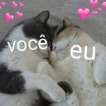 Gatos