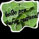 BOA NOITE! BOM DIA! SEI LÁ Alguém têm boldo?