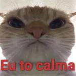 gatos
