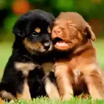 Olá. Espero que estejas bem.