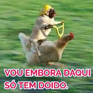 VOU EMBORA DAQUI SÓ TEM DOIDO.  - getsticker.com