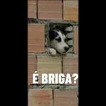 é briga ? 