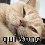 Gatos