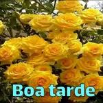 aleatório