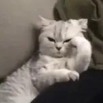 Gatos