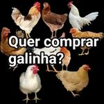 galinhas 