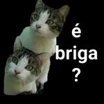 é briga ? 