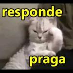 responde