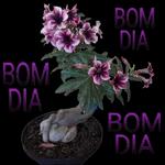 Feliz Segunda-feira!!