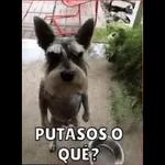 putasos 