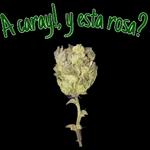 y soportaaa