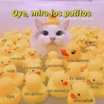 mi notificacion favorita