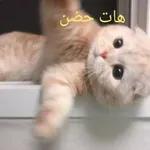 اصلا