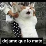 gaticos