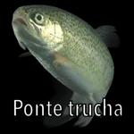Ora que pedo