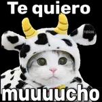 gatos 